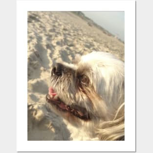 Beautiful photo of shih tzu dog on a beach while smiling Posters and Art